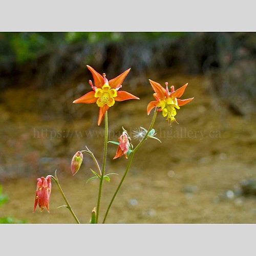 Wild Honey Suckle Flower Photography